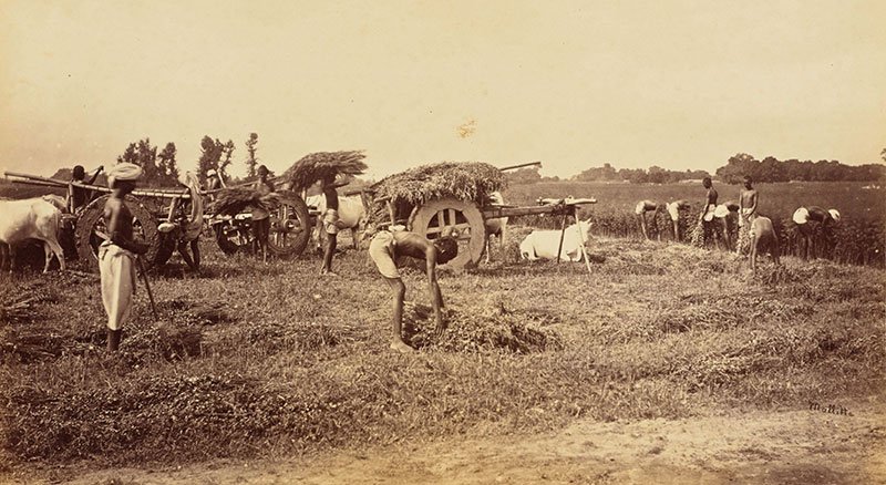 05-Cutting-Indigo-plant-in-the-field-and-Loading-Carts111