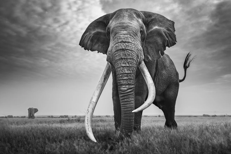 1-tim-amboseli-2016-photo-federico-veronesi