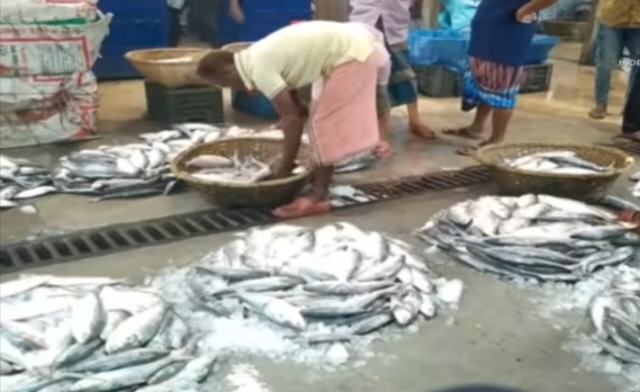 নিষেধাজ্ঞা শেষে প্রথম দিনে আশানুরূপ ইলিশ মিলছে না