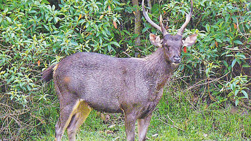 কর্ণফুলীতে উদ্ধার করা সেই হরিণটি মারা গেছে