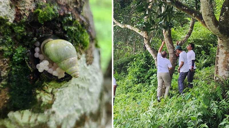 গেছো শামুকের প্রজননে অভিনব আচরণের সন্ধান