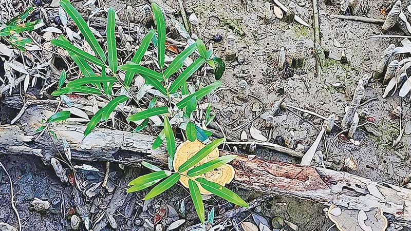 সুন্দরী গাছ এখন পরজীবী ও ছত্রাকের আবাসস্থল