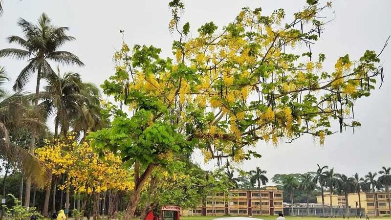 ফুলেল রাবি যেন এক জীবন্ত চিত্রকর্ম
