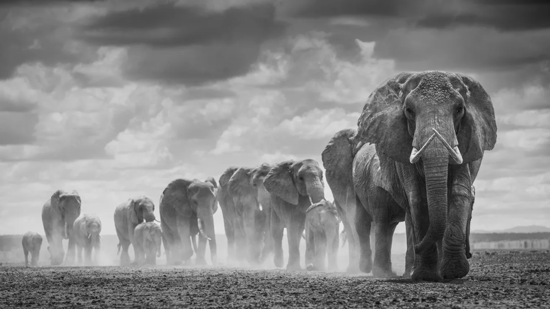 11-winona-and-family-amboseli-2022-photo-federico-veronesi