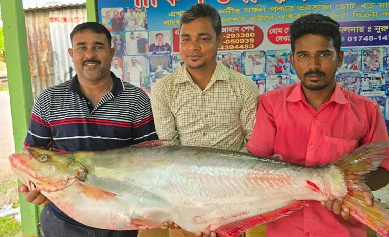 রাজবাড়ীতে পদ্মার ঢাই মাছ বিক্রি ৪৬ হাজার টাকায়