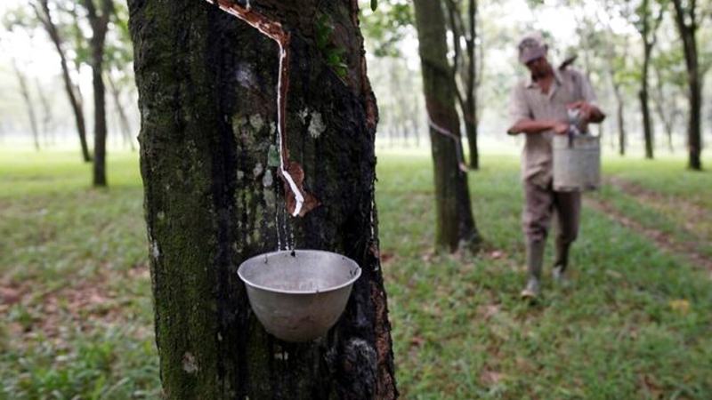 জাপানি রাবারের দাম কমে এক মাসে সর্বনিম্নে