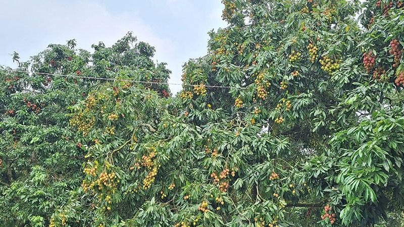 লিচুতে রঙিন ব্রাহ্মণবাড়িয়া ২৯ কোটি টাকা বিক্রির আশা