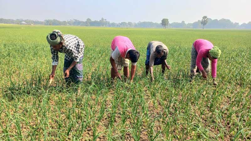 ফরিদপুরে পেঁয়াজের ফলন ভালো হলেও লোকসানের শঙ্কা কৃষকের