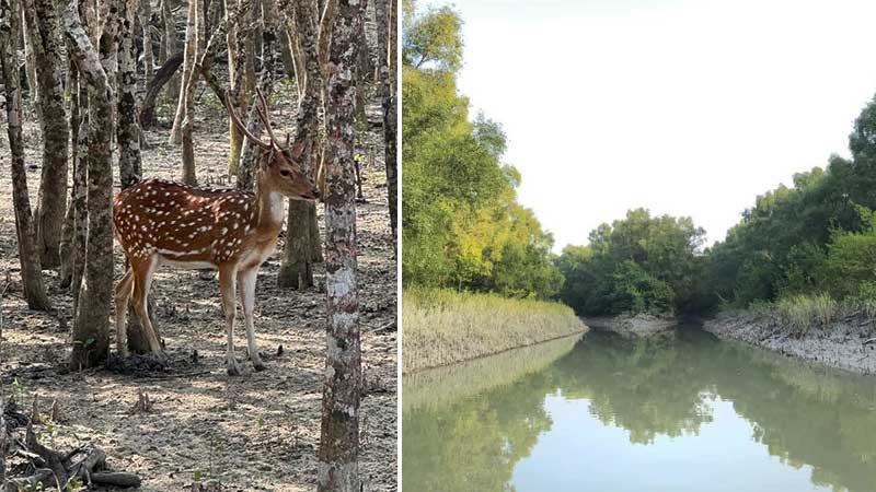 রহস্য আর বিস্ময়ে ভরা সুন্দরবন