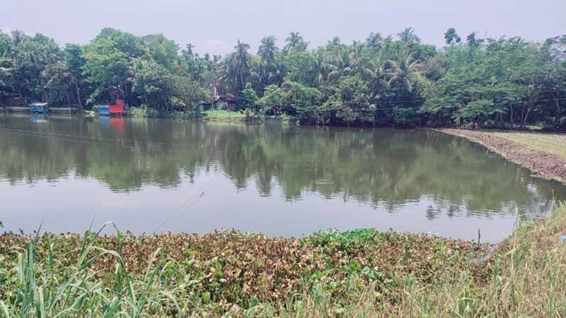 রামগঞ্জে সরকারি দিঘির মাছ লুট
