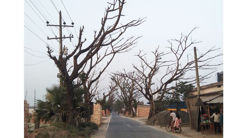 লবণাক্ততা ও পোকার  আক্রমণে খুলনায় সড়কের শত শত গাছে মড়ক
