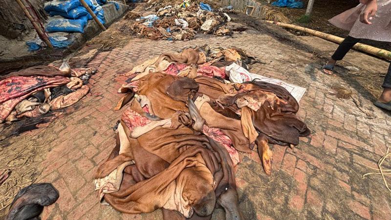 চট্টগ্রামে বিক্রি না হওয়া বিপুল পরিমাণ চামড়া ফেলে দেয়া হয় সড়কে