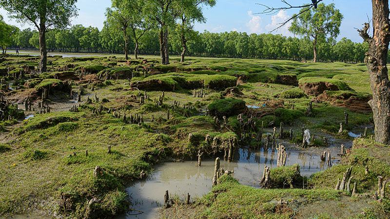 সংরক্ষিত এলাকায় অনিয়ন্ত্রিত পর্যটক, জমি দখল ও বৃক্ষ নিধনে হুমকিতে উপকূলীয় জীববৈচিত্র্য