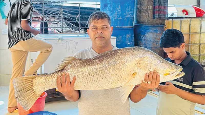 দুই কোরালের দাম ৩০ হাজার টাকা