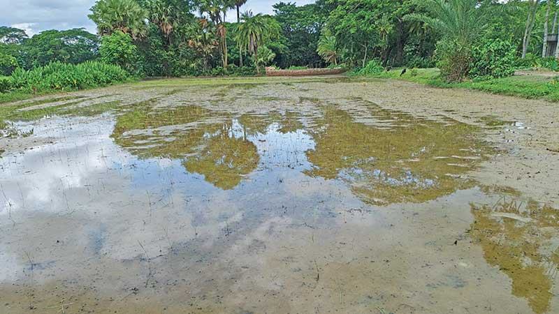 পটুয়াখালীতে জলাবদ্ধ আমনের বীজতলা, বড় ক্ষতির শঙ্কা কৃষকের
