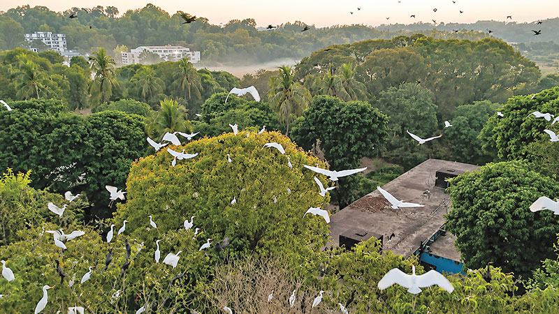 পাহাড়, অরণ্য আর ২৩১ প্রজাতির পাখির কলকাকলিতে মুখর ক্যাম্পাস