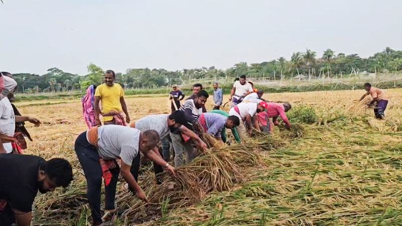 অসহায় নারীর ২ বিঘা জমির ধান কেটে দিলেন সংসদ সদস্য