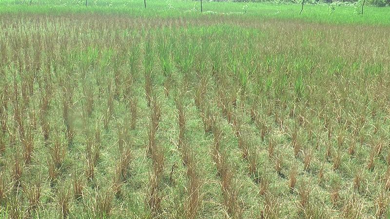 অনাবৃষ্টিতে মাঠ ফেটে চৌচির ঝলসে গেছে ধান