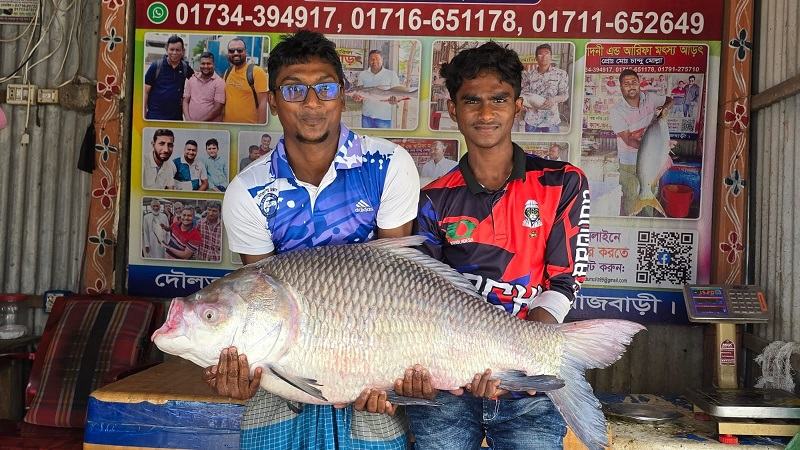 রাজবাড়ীর পদ্মায় মিলল ২১ কেজির কাতল, ৩৯ হাজারে বিক্রি