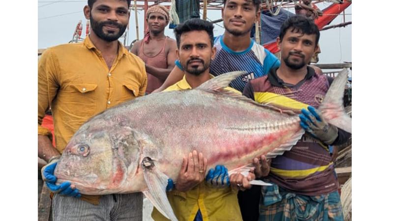 জালে ৫৪ কেজির তবল মাছ