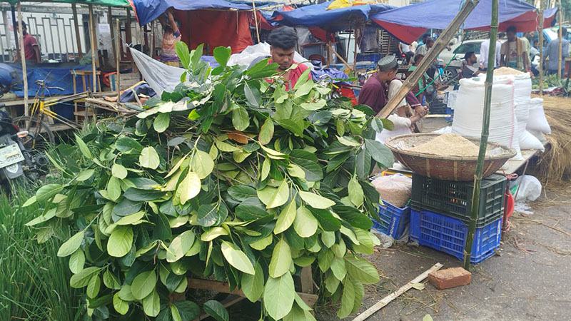 কাঁঠাল পাতার আঁটি ৮০ টাকা