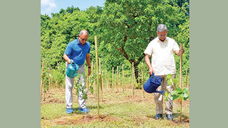 ডিজিটাল লেনদেনের বিপরীতে গাছ লাগাবে বিকাশ