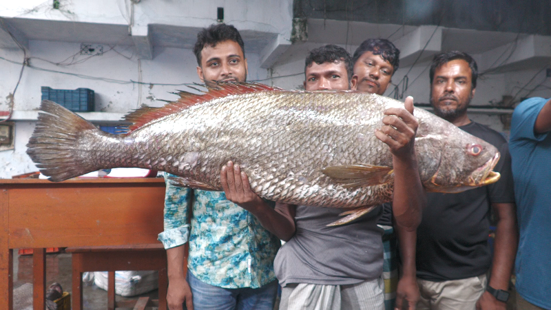 বঙ্গোপসাগরে জালে উঠল ২২ কেজির দাতিনা, বিক্রি সাড়ে ৩ লাখ টাকায়