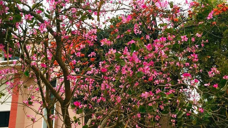 বিরল অর্কিড কাঞ্চনে সেজেছে রাজশাহী বিশ্ববিদ্যালয়