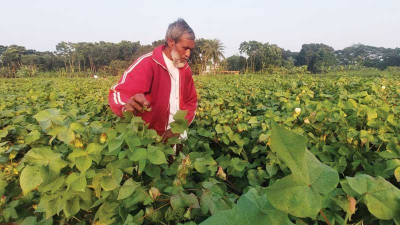 দক্ষিণ-পশ্চিমাঞ্চলের চার জেলায় বেড়েছে তুলার আবাদ
