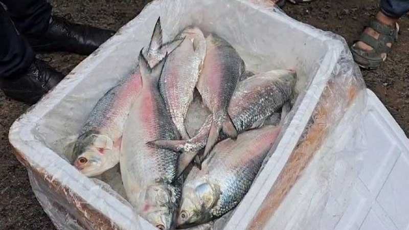বেনাপোল দিয়ে ৫৩৩ টন ইলিশ রফতানি