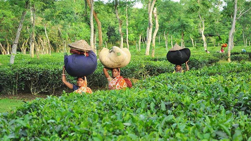 চলতি ২০২৫-২৬ মৌসুমে চায়ের নিলামে গড় দাম বেড়েছে কেজিতে প্রায় ২৬ টাকা