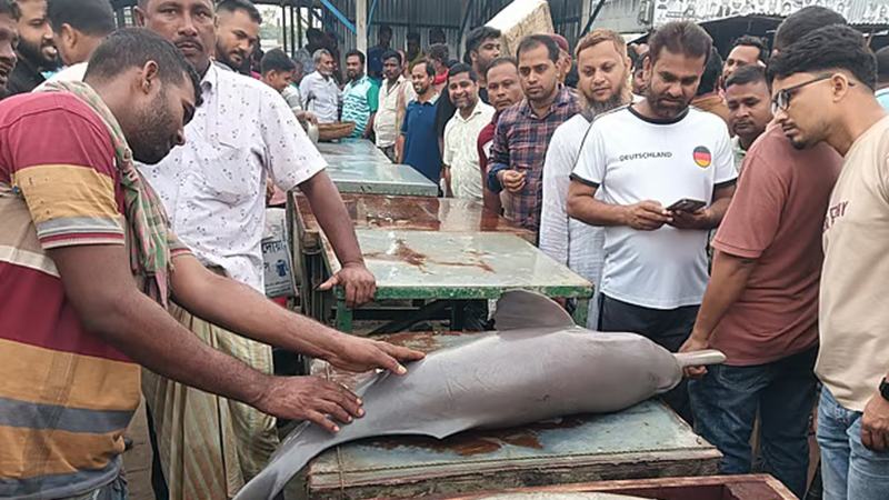 জালে বিপন্ন শুশুক