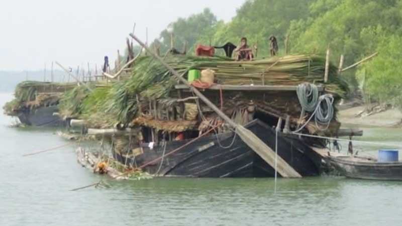 সুন্দরবনে গোলপাতা আহরণে মানা হচ্ছে না নিয়ম
