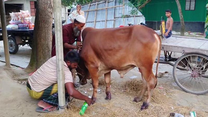 ঢাকাফেরত গরুর রোগ ও ঋণের ভারে সংকটে ঝিনাইদহের খামারিরা