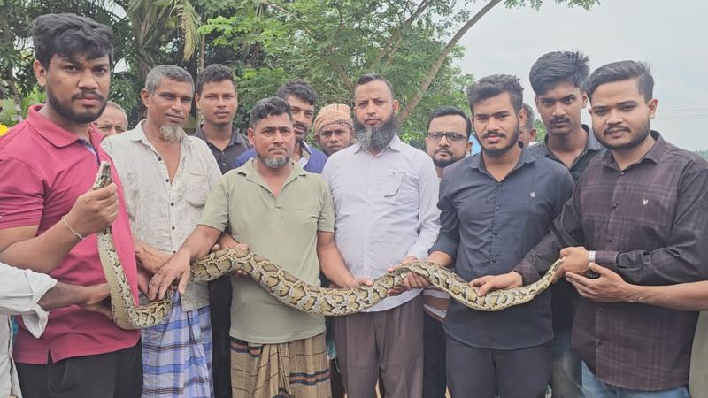 অজগর উদ্ধার করে বন বিভাগে হস্তান্তর