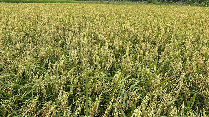 কম খরচে বাম্পার ফলন, আউশের উৎপাদন বাড়াচ্ছে ব্রি ধান-৯৮