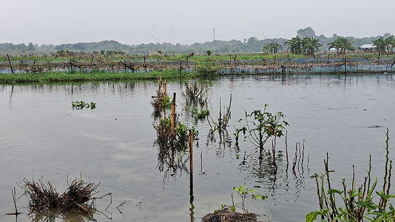 বর্ষায় নড়াইলে মৎস্য ও কৃষি খাতে শতকোটি টাকার ক্ষতি
