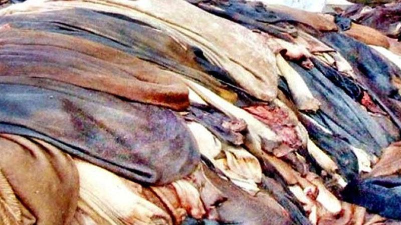 খুলনায় কাঁচা চামড়া সংরক্ষণে জায়গার সংকট