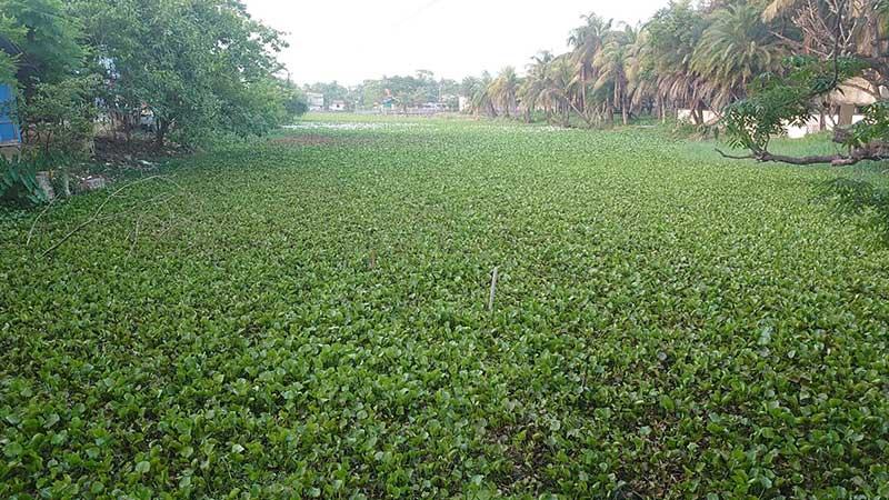 আবর্জনা ও কচুরিপানায় ভাগাড়ে পরিণত চালনা লেক