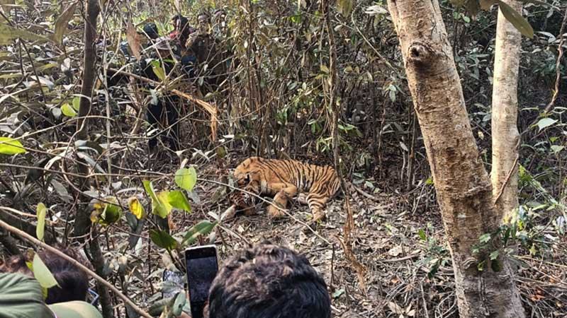 ফাঁদ থেকে উদ্ধার করা বাঘিনী শঙ্কামুক্ত নয়