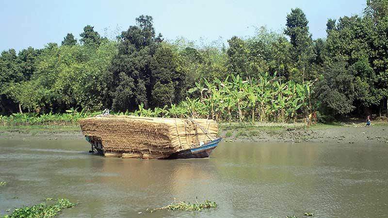 কারখানার কাঁচামাল হিসেবে চাহিদা বাড়ছে পাটকাঠির