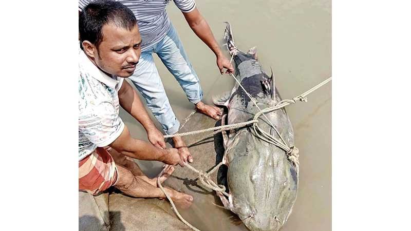 ৯০ কেজির বাগাড় জালে