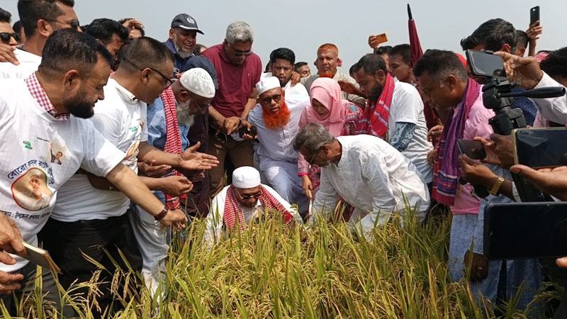 বোরো ধান কাটা উৎসব শুরু
