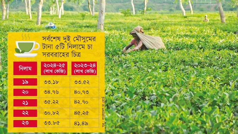 উৎপাদন কমায় টানা পাঁচ নিলামে চা সরবরাহে ভাটা