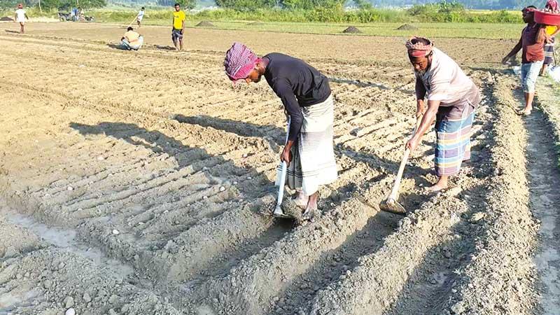 আগাম আলু চাষে ব্যস্ত হিলির কৃষক