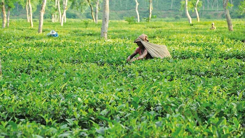 পুরনো গাছ, জলবায়ু পরিবর্তন ও অর্থায়ন সংকটে কমছে চায়ের উৎপাদনশীলতা
