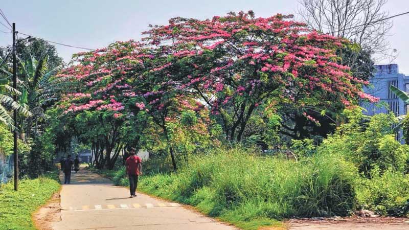 বসন্তে বর্ণিল  ক্যাম্পাস