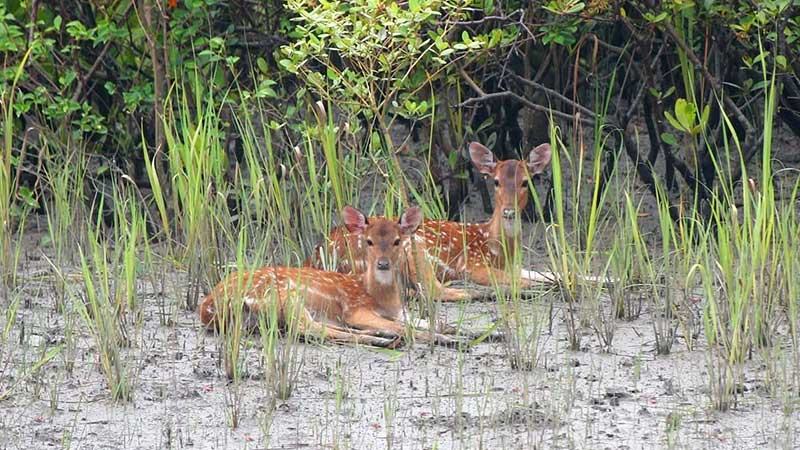সুন্দরবনে হরিণের সংখ্যা বাড়লেও বন্ধ হয়নি শিকার