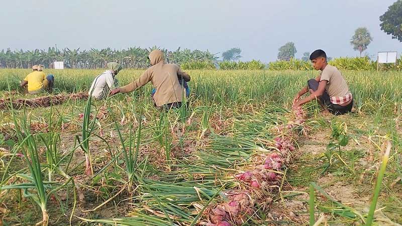 মেহেরপুরের আগাম পেঁয়াজ কমাচ্ছে আমদানিনির্ভরতা