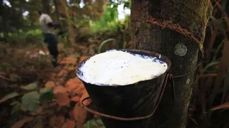জাপানি রাবারের দরপতন